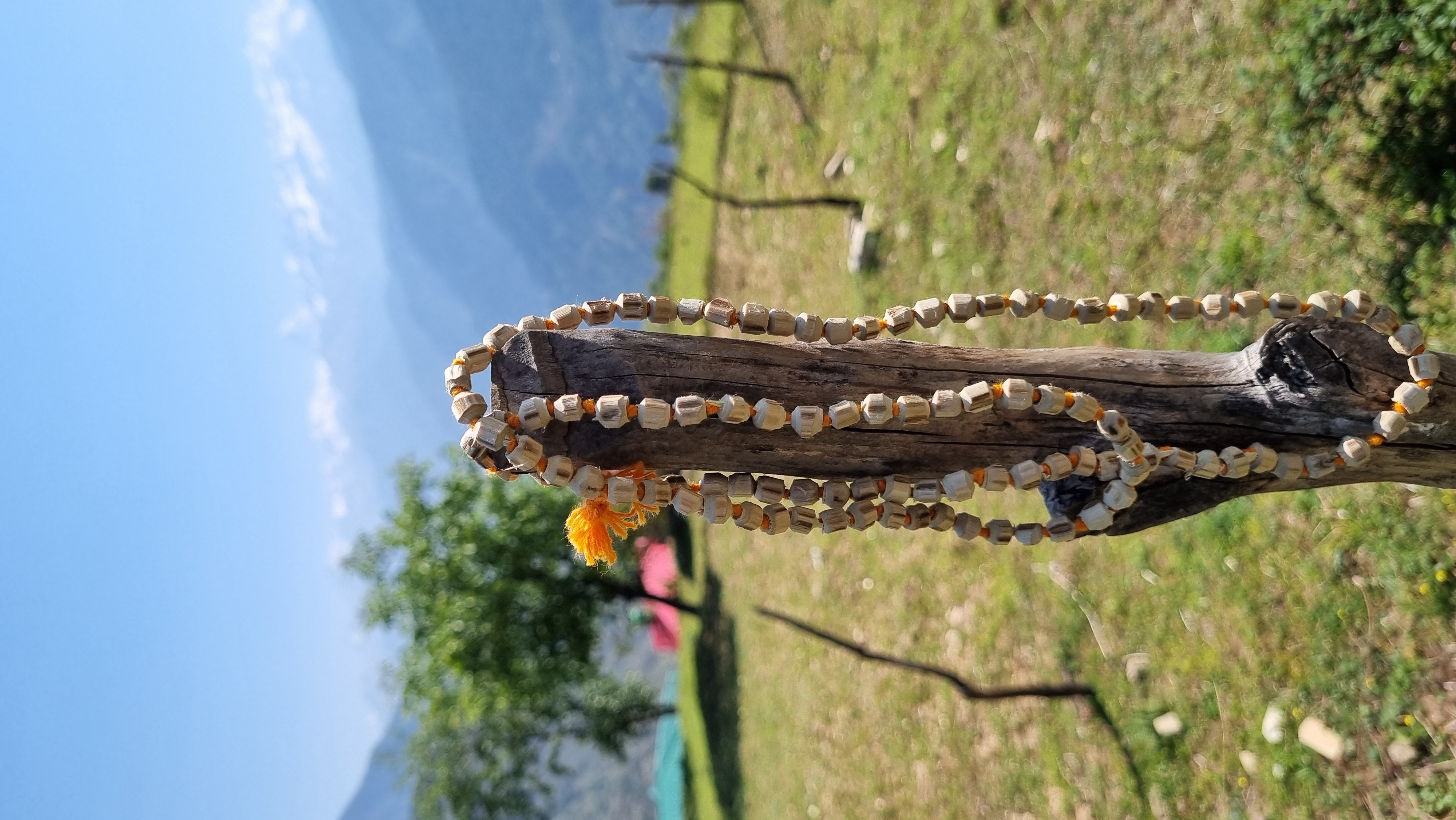 Sacred Rudraksha collection